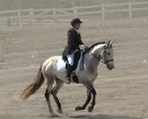 Labyrinth Fuego Andalusian Gelding For Sale