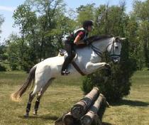 Valaria KDW PRE Mare For Sale