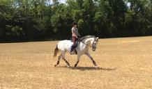 Valaria KDW PRE Mare For Sale